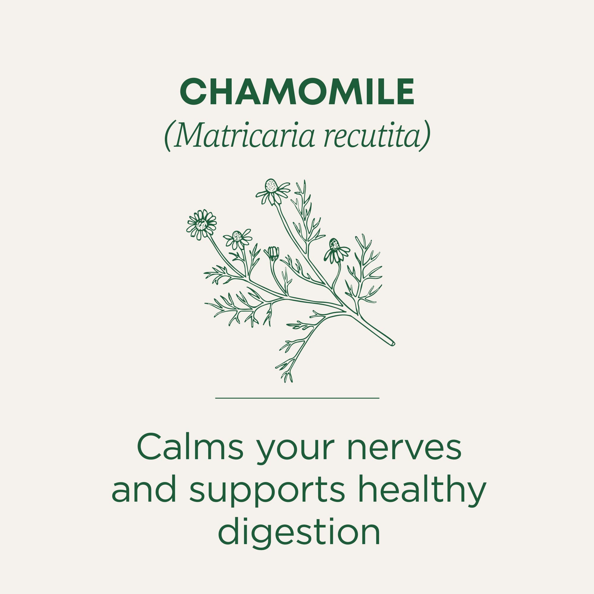 Traditional Medicinals loose chamomile flower heads detail conveying aromatic quality