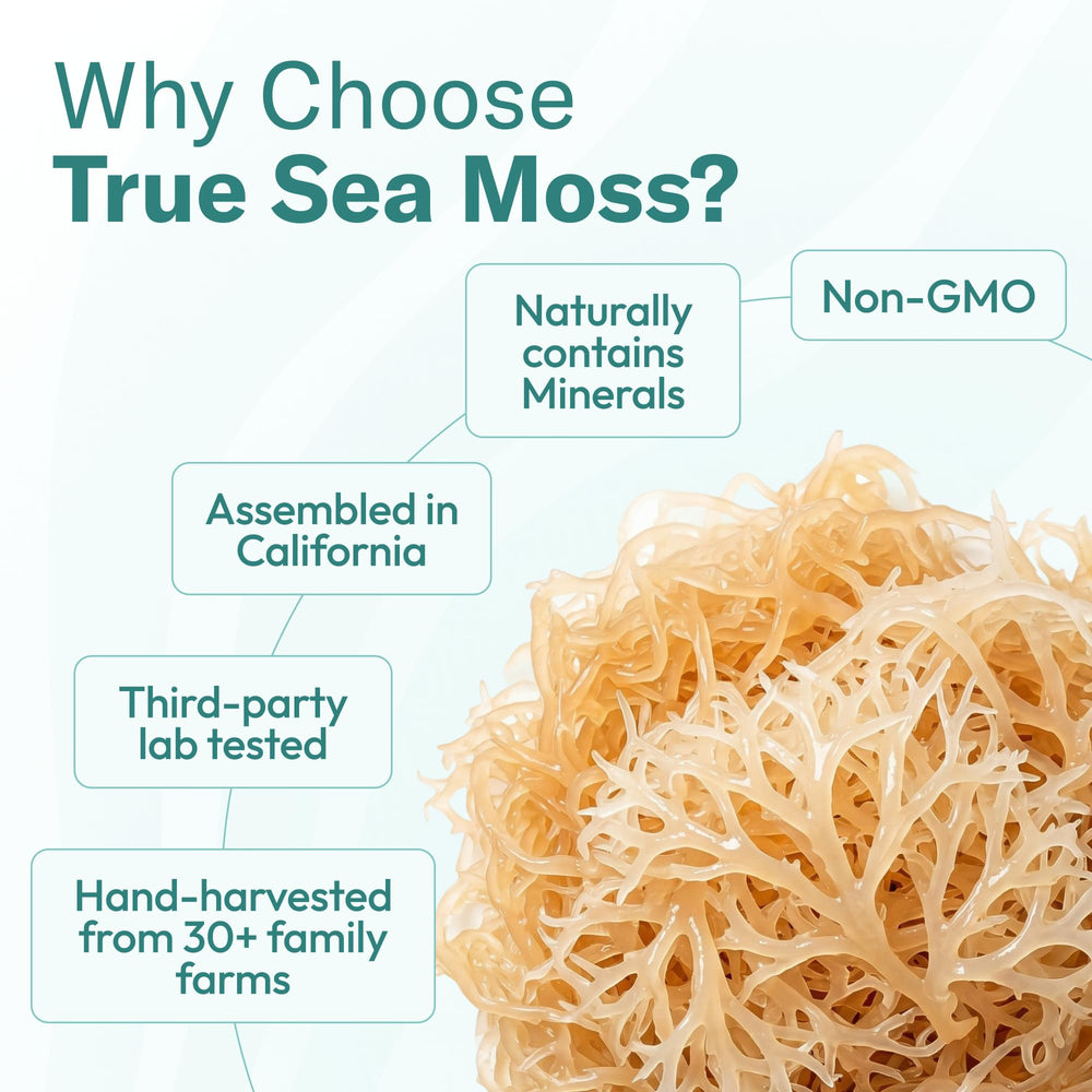 TrueSeaMoss 16oz jar next to a hand for clear size and serving estimate