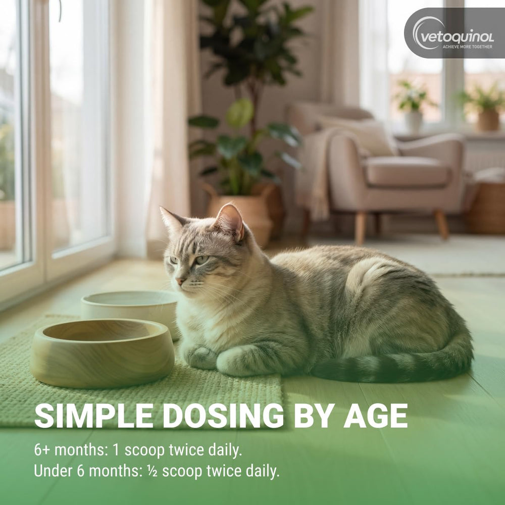 Vetoquinol Viralys dose on spoon illustrating simple twice‑daily administration