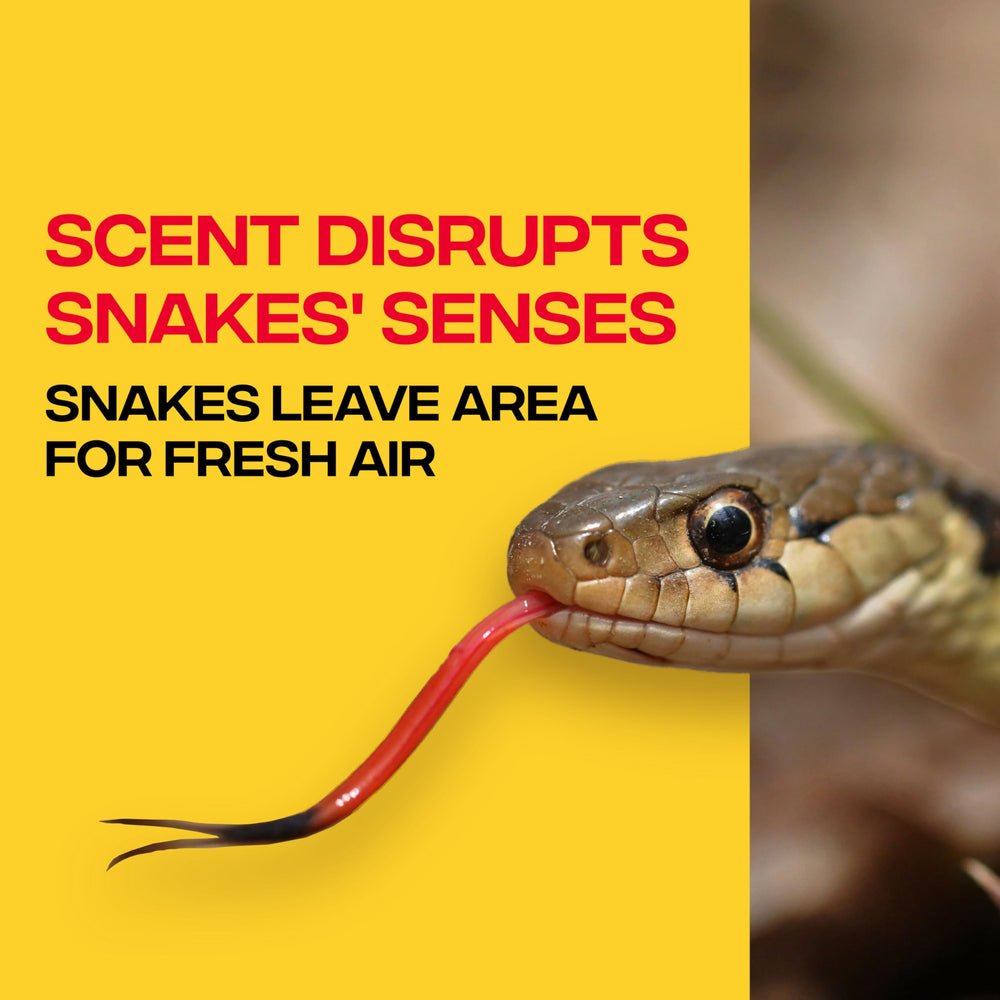 Victor demo of 8-inch application band illustrating correct coverage for larger snakes