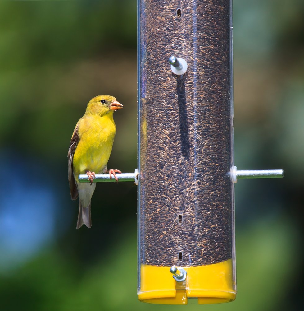 backyard scene with Wagner's nyjer feeders attracting multiple songbirds