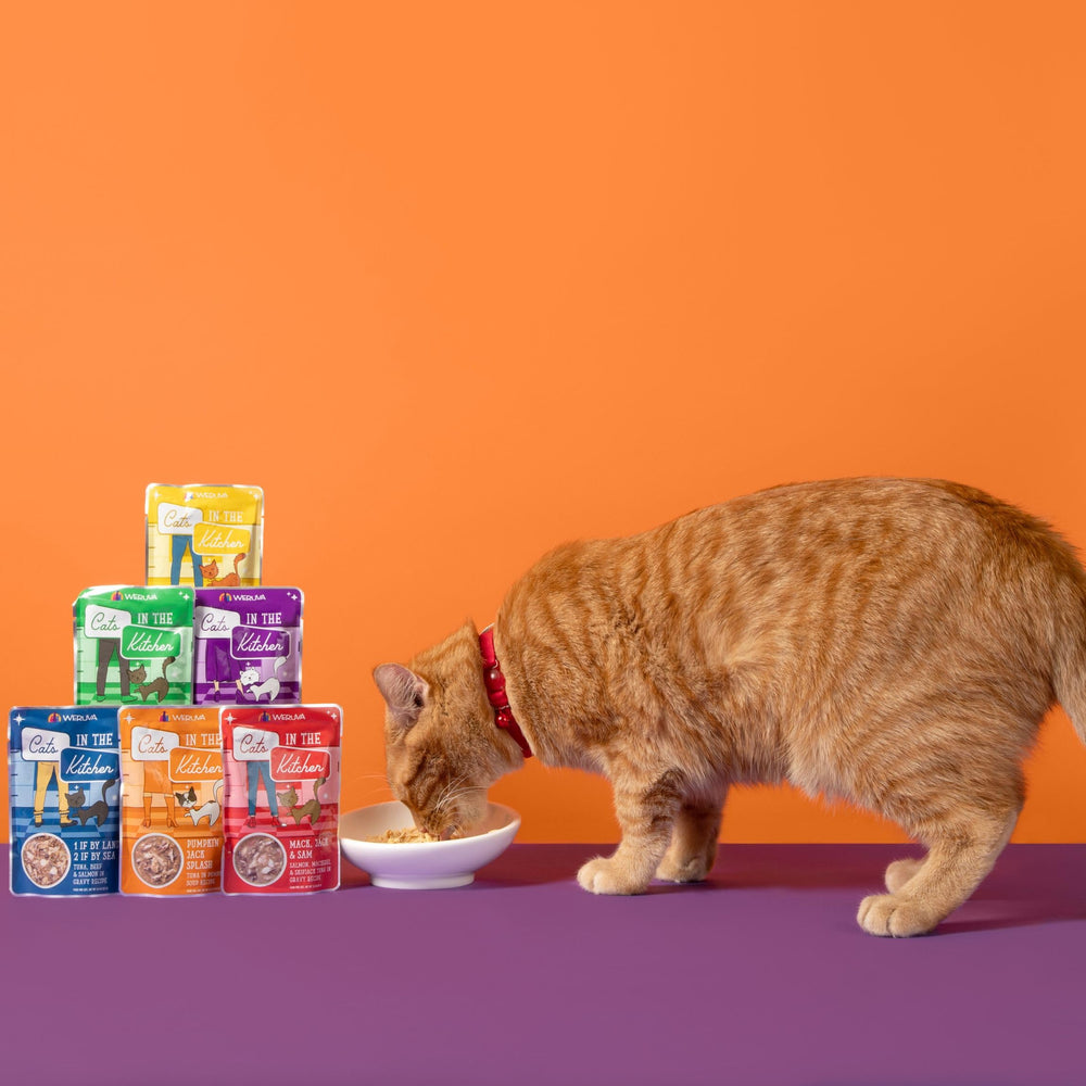 Weruva cat eating from bowl enjoying wet gravy food to boost hydration