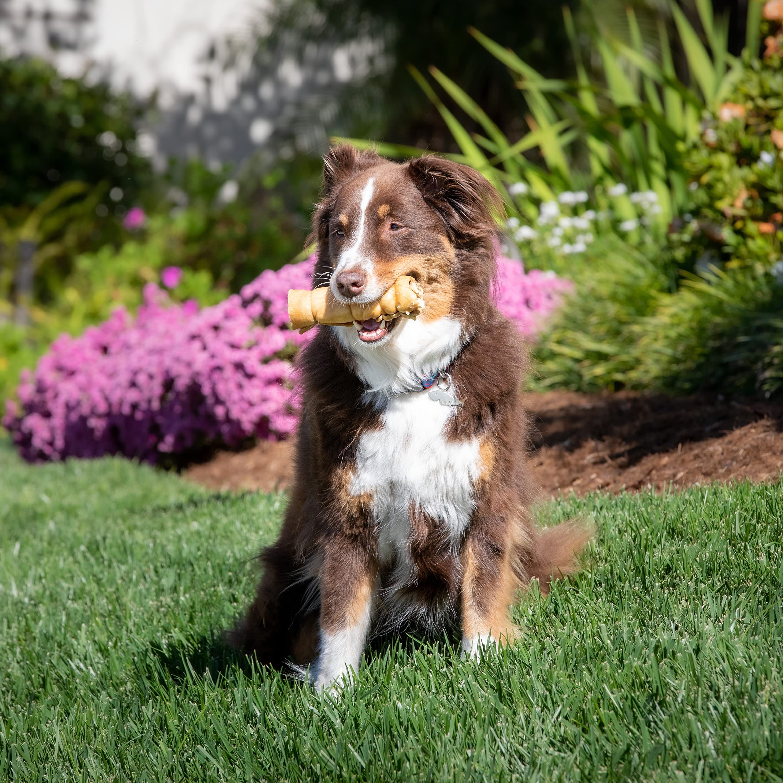 Dog chewing Wild Eats roll outdoors showing active engagement and jaw-strength benefit