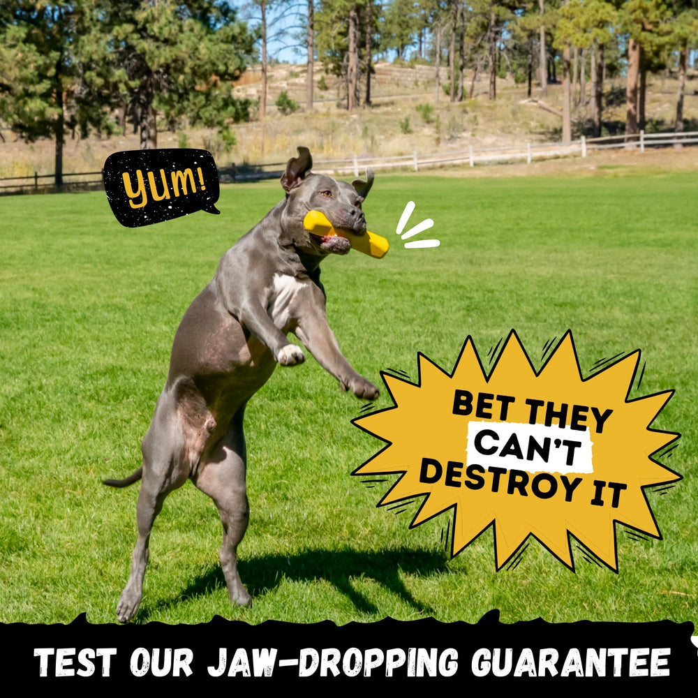 Dog holding WoofBite stick in mouth during play for strong engagement