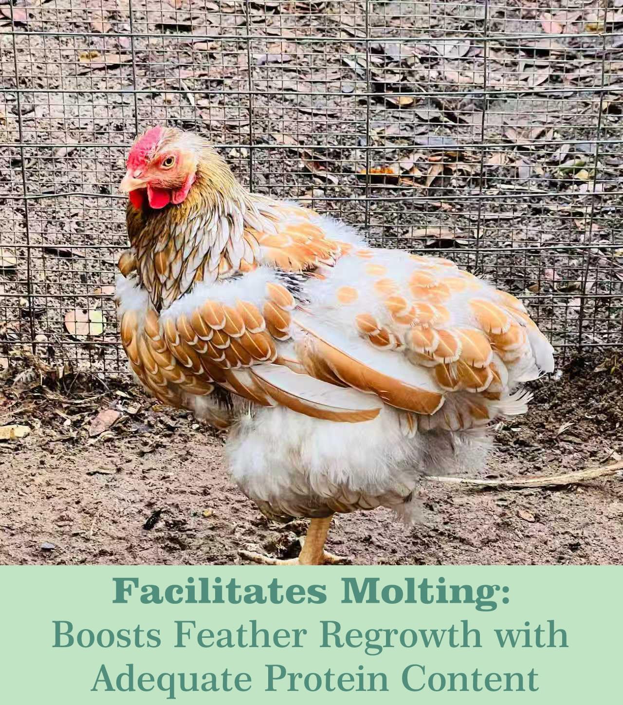 WORMSKING chick pecking larvae treat demonstrating palatability benefit: encourages natural foraging