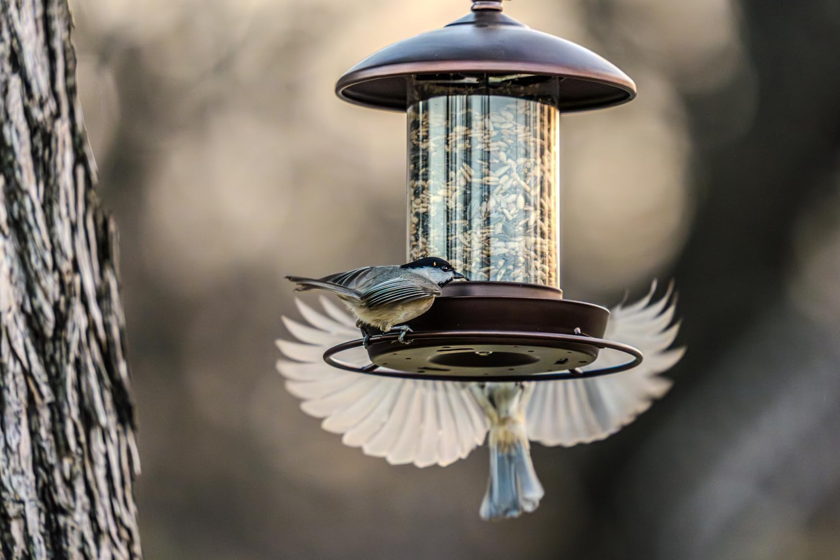 Youvip 360-degree perch with multiple songbirds feeding, enabling comfortable group feeding
