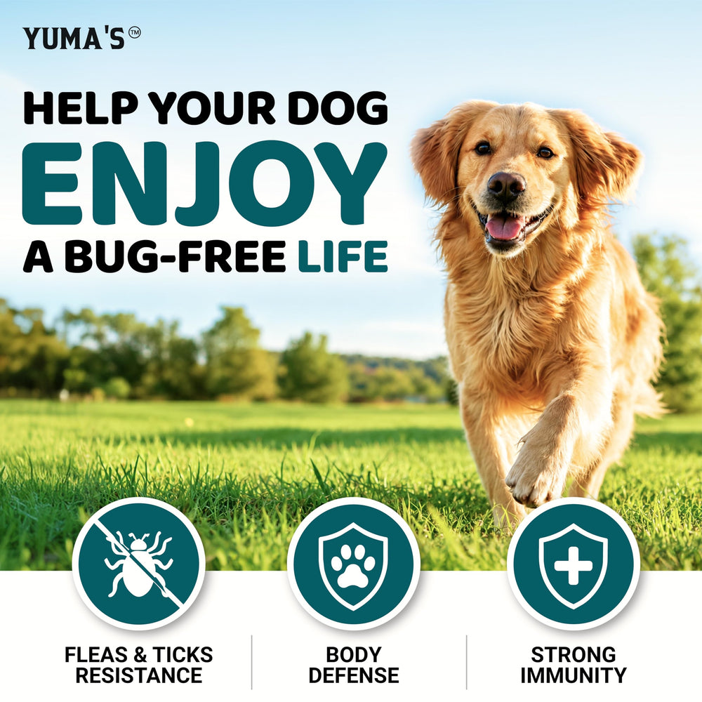 YUMA'S chews beside ruler to show size and portion guidance