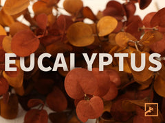 ZIFTY stems arranged in a vase in a living room to add autumn warmth and easy styling